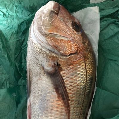 通販サイトをフル活用してご飯を作ってるアラサー男性🐟🍖色々購入します 欲しいものはお裾分けできるご近所さんと胃袋 旬のものを美味しく食べたい！出費が食費に極振りのエンゲル係数高め男子