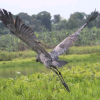 shoebill king Uganda(@shoebillking) 's Twitter Profile Photo