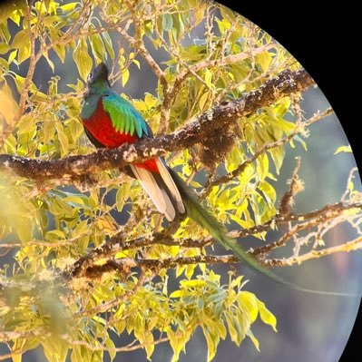 pustule31's profile picture. 