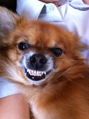 MikyTheDoggyDog's profile picture. I'm a sweet and funny doggy-dog! Follow me and your life will be funny and sweet - just like me)))