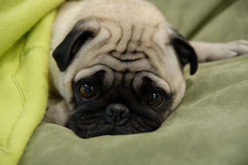 BeniAngelSA's profile picture. 