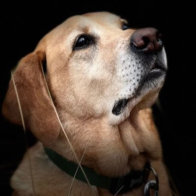 Shadow to Mum. Snapping adventures as we go. We love to stop and look at the world around us 📸🌍 Pure of heart, gentle, much loved 9 year old Labrador baby❤️🐾