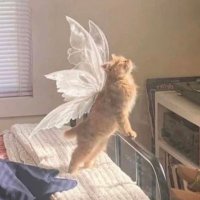 geo (@passarinnnn) 's Twitter Profile