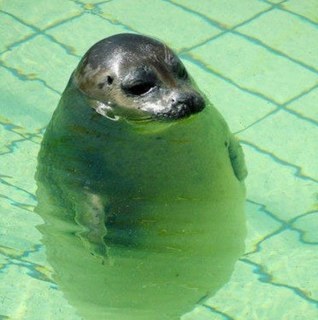 大好きなもの。空。海。犬。写真。おしゃべり。ハーモニー。歌っています。