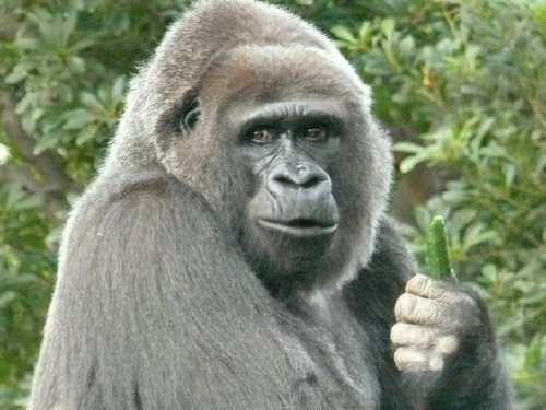 Narazakiken's profile picture. ものつくり人なり。