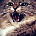 Good Kitty (@kittysh0use) Twitter profile photo Good Kitty (@kittysh0use) Twitter profile photo
