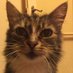 Tabby Cat (@TThetabbycat) Twitter profile photo