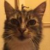 Tabby Cat (@tthetabbycat) Twitter profile photo Tabby Cat (@tthetabbycat) Twitter profile photo