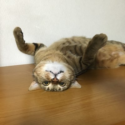 Daiki58_web's profile picture. JavaエンジニアとWeb制作の両立を目指す   スキルHTML/CSS/jQuery/Wordpress/Java/SQL  目標2023年12月までに副業で30万稼ぐ事