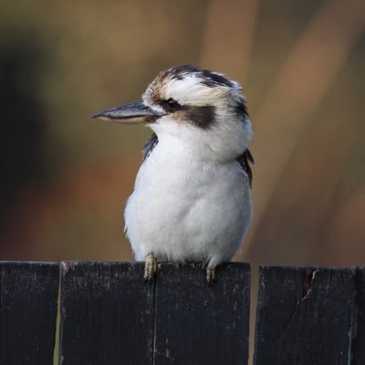 Spontanousmilk's profile picture. IR, History and NatSec interests + a bit of urban planning. Nukes are cool. AVgeek