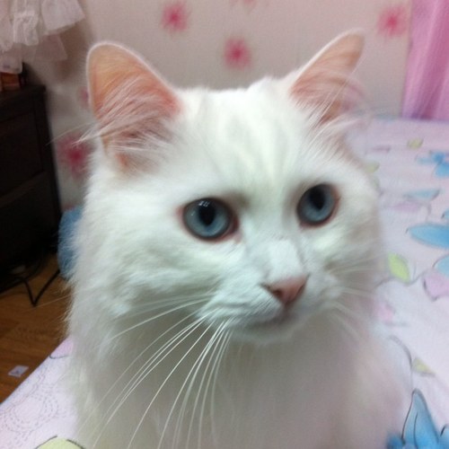 lazybrain80's profile picture. 