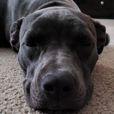 If you like video games, pro wrestling, sci-fi, and my dogs, then you are in the right place.