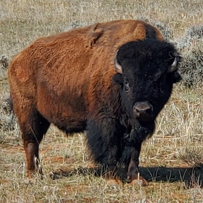 All Things Bison🦬
Future holistic and regenerative bison rancher👨🏻‍🌾