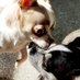 Sherlock the chihuahua (@sherlockthechi1) Twitter profile photo Sherlock the chihuahua (@sherlockthechi1) Twitter profile photo