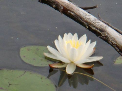 CampSmarts's profile picture. Blogger and YouTuber sharing experiences and tidbits on camping, backpacking, hiking, portaging and survival.