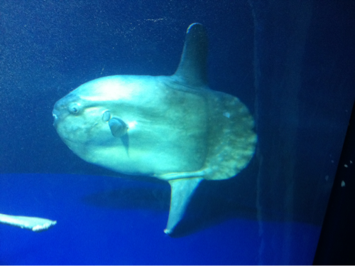 舞台と福岡と水族館が大好き。