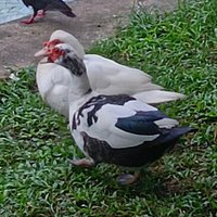 Boiing (@boiing_ik) 's Twitter Profile