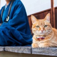 茶々郎|神社猫 (@chacha_ro_) 's Twitter Profile