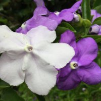 匂蕃茉（においばんまつり） (@nioibanmaturi) 's Twitter Profile Photo