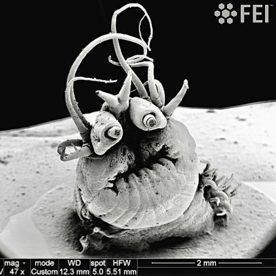 Science, Art, SF, New Weird...
PFP: Nereis sandersi, a deep sea hydrothermal vent polychaete
(Image credit: Nicolas Gayet/ IFREMER, CC BY-NC.)