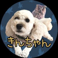 プードルきんちゃん🐩🦉(@swingkinchan) 's Twitter Profile Photo