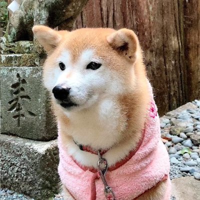 やすらぎの里の看板犬うみちゃんが、現代人の悩みに優しくアドバイス！
もっと詳しく→https://t.co/aZ4oPYHuzd