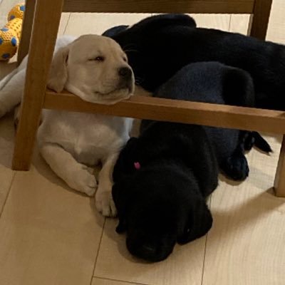 T6yVmGVcmvdrQ82's profile picture. 界隈の方みんな応援したい気持ちでツイート&いいね多め 無言フォローしてます 不快でしたらブロックして下さい何か問題ありましたらDMまで