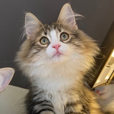 ポモ🍎＆きゃっぱ🥒