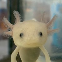 明和高校SSH部生物班【2025】 (@ssh_bio) 's Twitter Profile