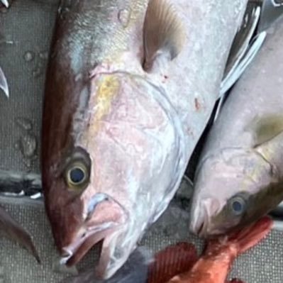 ジギング狂。基本カンパチ狙いですが、下手っぴなので余り釣れません。最近珍魚釣りにハマってます。勝手にイイねを連発、勝手にフォローもします。御了承下さい。