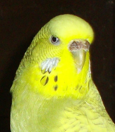 BudgieSquawks's profile picture. Oppressed father, tired husband, prevaricating writer. Enjoys travel, food, wine and a bet!