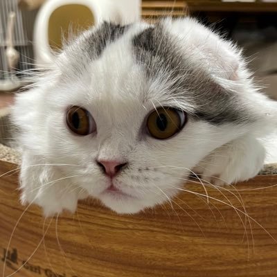 ♡ 샤이니🦊 🐥♡ 펜타곤🦫♡ 아홉🐱♡ 알디원 리오♡★덕질은 주체적으로★ 無言フォロー、いいねごめんなさい🙏