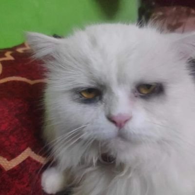 _4llmighty_'s profile picture. I do not have the ability to can