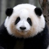Ruitao Jin 金瑞涛 (@riottowow) 's Twitter Profile