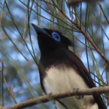 琉大農環3年 沖縄の自然が好き 野鳥、両爬、直翅、トンボ等をよくやる 生物分類技能検定2級動物