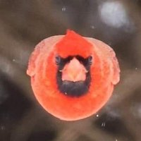 ClaudiaBeate 📯 💙💚 (@sterngefunkel) 's Twitter Profile