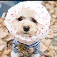 ぶんぶん@RAV4 (@rav4bunbun) Twitter profile photo