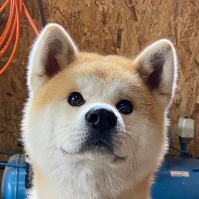 秋田犬のむう太🐶 (@muuuu0531) / Posts / X