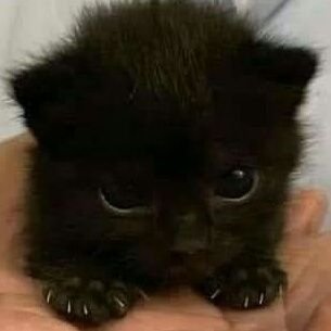 hey_iamhell's profile picture. 