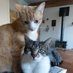 Alles van waarde is weerloos (@toettoetboinkb1) Twitter profile photo