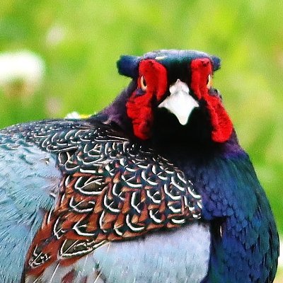 ▶身近な野草・昆虫・野鳥などを撮りながら(EOS90D+300mm単焦点望遠レンズ使用)、四季の移ろいを愉しんでいる 自然大好き “仙人” です。自然観察も22年目に突入しました♪🧙♂️
▶最近、街中から眺める星空に興味深々です(悠久の宇宙を眺めると、心が広くなる気がします)🧙♂️