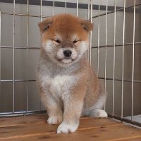 柴犬専門!海田犬舎(日本犬保存会) (@kaitakensya) 's Twitter Profile