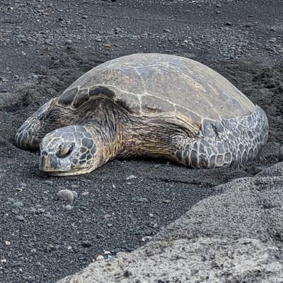 gypsywolff's profile picture. 