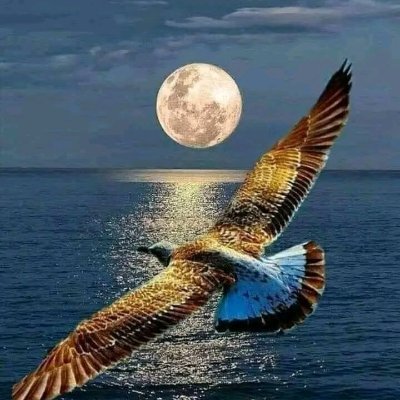 binfara8's profile picture. 