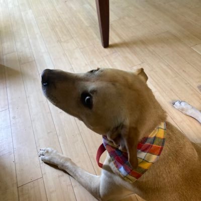 Joseyogmf's profile picture. 