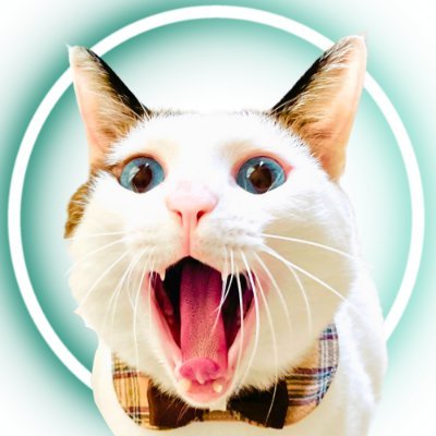 あくびねこページ アクビ猫つくね🐾 (@tsukune216) / X