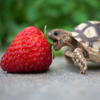 xoxfrooshxox's profile picture. 