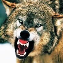 AlphaWolf33333 Profile Picture