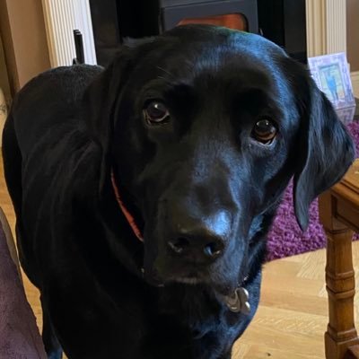 Acciesgirl's profile picture. Hamilton Accies season ticket holder. Retired from working for others but still keeping busy