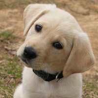 Puppies(@PicturesPups) 's Twitter Profile Photo